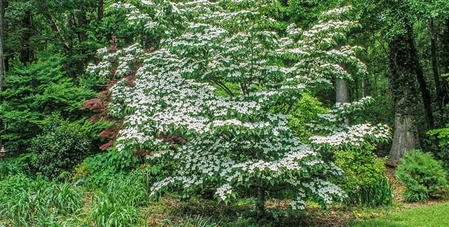 Cornus x 'Rutcan'