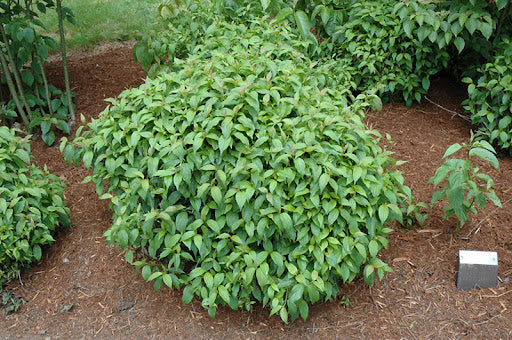 Cornus sericea 'Kelseyi'