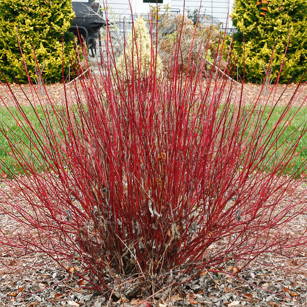 Cornus stolonifera 'Arctic Fire' #3