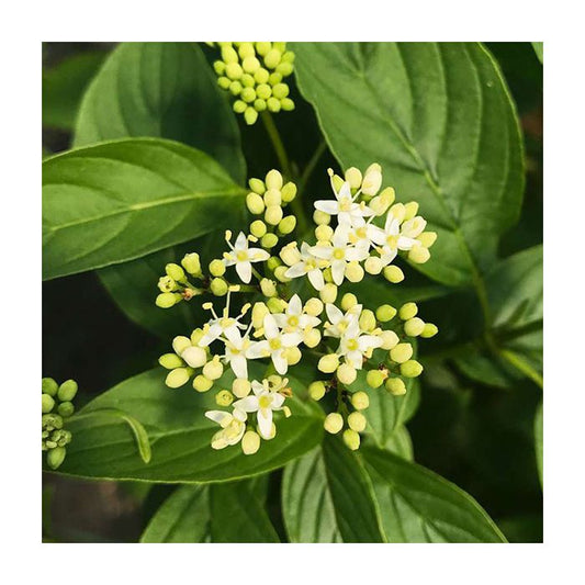 Cornus stolonifera 'Arctic Fire Yellow'