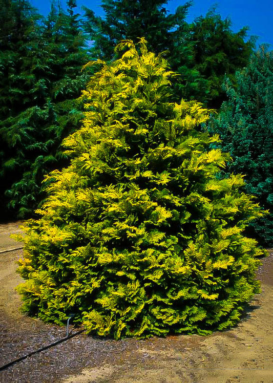 Chamaecyparis obtusa 'Crippsii'