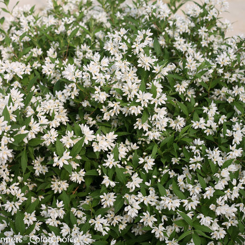 Deutzia x 'NCDX1'