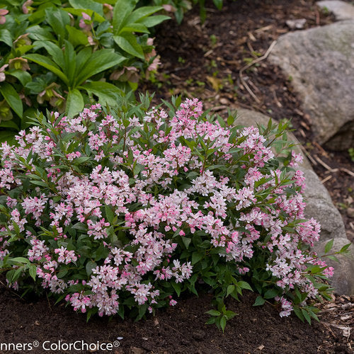 Deutzia x 'NCDX2'