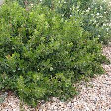 Rhus aromatica ‘Gro low’ sumac #3