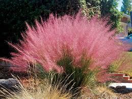 Muhlenbergia capillaris 'Muhly Grass' #1 cont.