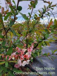 Chaenomeles speciosa 'Toyo-Nishiki' Flowering Quince #1