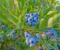Vaccinium angustifolium x Vaccinium corymbosum 'Top Hat' #3