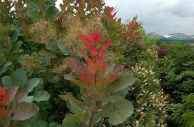 Cotinus coggygria 'Old Fashioned' #5