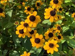 Rudbeckia triloba 'Brown eyed Susan' #1 cont.
