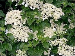 Hydrangea anomala ‘Petiolaris’