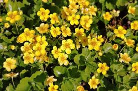 Waldsteinia fragarioides 'Barren Strawberry' #1