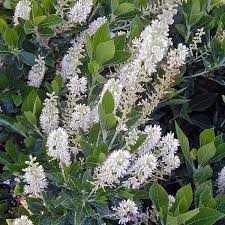 Clethra alnifolia 'Sixteen Candles' #1