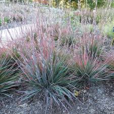 Schizachyrium 'Standing Ovation' #1