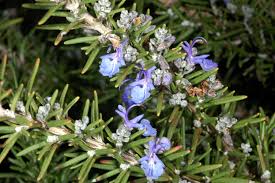 Rosmarinus officinalis #1