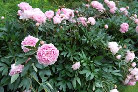 Paeonia 'Sarah Bernhardt' #2