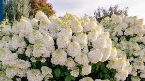 Hydrangea pan. ‘Little Hottie’