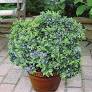 Vaccinium angustifolium x Vaccinium corymbosum 'Top Hat' #3