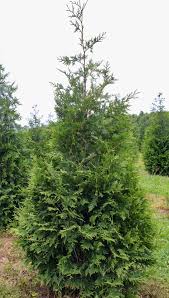 Thuja standishii x plicata 'Green Giant' #5