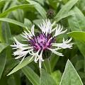 Centaurea montana 'Amethyst' #1
