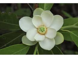 Magnolia virginiana 'Sweetbay' #30 cont.