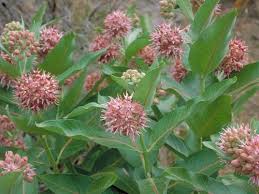 Asclepias 'Milkweed' #1