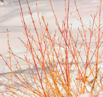 Cornus SANGUINEA 'ARTIC SUN' #3