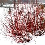 Cornus sericea 'ARTIC FIRE' #3