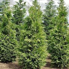 Thuja standishii x plicata 'Green Giant' 7'- 9' B&B