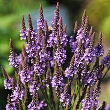 Verbena hastata 'Blue Vervain' #1