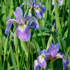 Iris versicolor 'Northern Blue Flag' #1