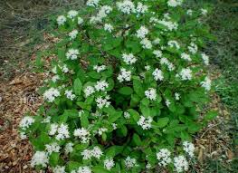 Viburnum burejaeticum - 'Mini Man Viburnum' #3