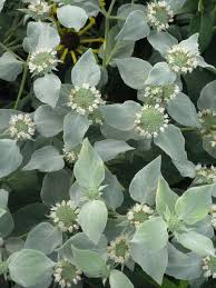 Pycnanthemum muticum 'Clustered Mountain Mint' #1 cont.