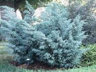 Juniperus virginiana 'Grey Owl' #3
