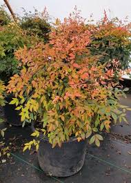 Nandina domestica 'Gulfstream' #3
