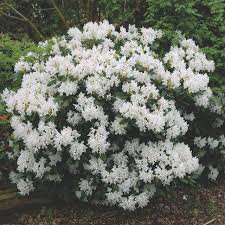 Rhododendron Catawbienese 'Cunningham's White' - #10 - 24"