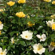 Rosa Easy Bee-zy 'Knock Out' #3