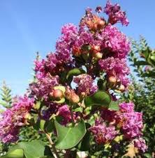 Lagerstroemia 'Autauga purple' Crape Myrtle