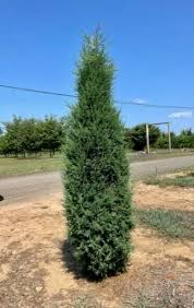 Juniperus virginiana 'Taylor'