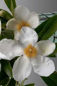 Gordlinia grandiflora 'Sweet Tea' 1" cal.