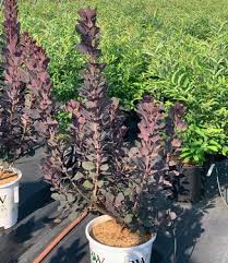 Cotinus coggygria 'Winecraft Black' Smokebush #6