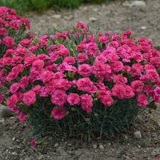 Dianthus fruit punch raspberry ruffles #1