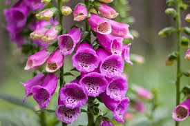Digitalis purpurea 'Foxglove'