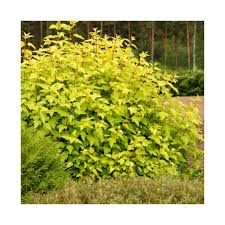 Physocarpus opul. 'Darts Gold' #3