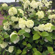 Viburnum 'Doublefile'