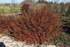 Rhus aromatica 'Lacette' #3