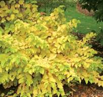 Cornus SANGUINEA 'ARTIC SUN' #3