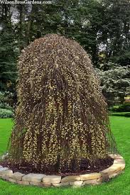 Salix caprea Pendula 4ft