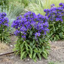 Campanula bells and whistles #1
