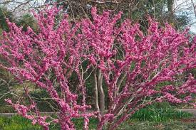 Cercis chinensis 'Don Egolf' Tree