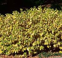 Cornus SANGUINEA 'ARTIC SUN' #3
